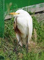 cattle-egret